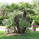 Sarda